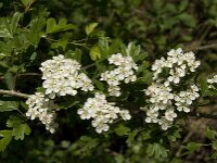 Crataegus monogyna 29, Eenstijlige meidoorn, Saxifraga-Jan van der Straaten