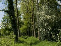 Crataegus monogyna 31, Eenstijlige meidoorn, Saxifraga-Jan van der Straaten