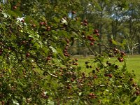 Crataegus monogyna 32, Eenstijlige meidoorn, Saxifraga-Jan van der Straaten