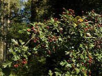 Crataegus monogyna 33, Eenstijlige meidoorn, Saxifraga-Jan van der Straaten