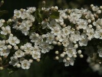 Crataegus monogyna 45, Eenstijlige meidoorn, Saxifraga-Jan van der Straaten