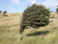 Meidoorn scheef gewaaid  Crataegus monogyna. : Resistance, Struggle