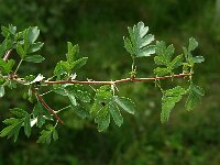 Crataegus monogyna 6, Eenstijlige meidoorn, Saxifraga-Jan van der Straaten