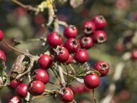Crataegus monogyna 64, Eenstijlige meidoorn, Saxifraga-Willem van Kruijsbergen