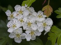 Crataegus monogyna 69, Eenstijlige meidoorn, Saxifraga-Jan Nijendijk