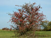 Crataegus monogyna 70, Eenstijlige meidoorn, Saxifraga-Ed Stikvoort