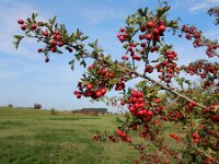 Crataegus monogyna 71, Eenstijlige meidoorn, Saxifraga-Ed Stikvoort