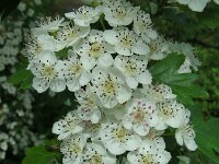 Crataegus monogyna 73, Eenstijlige meidoorn, Saxifraga-Ed Stikvoort