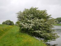 Crataegus monogyna 75, Eenstijlige meidoorn, Saxifraga-Ed Stikvoort