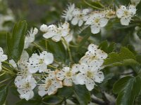 Crataegus monogyna ssp brevispina 22, Saxifraga-Jan van der Straaten