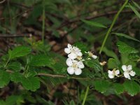 Crataegus oxyacantha