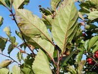 Crataegus persimilis