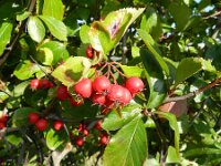 Crataegus persimilis 5, Saxifraga-Rutger Barendse