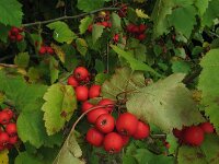 Crataegus prunifolia