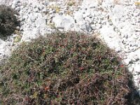 Crataegus transalpina