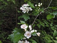 Crataegus x media 3, Basterdmeidoorn, Saxifraga-Ed Stikvoort