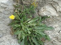 Crepis albida