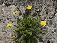 Crepis albida 3, Saxifraga-Willem van Kruijsbergen