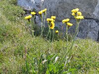 Crepis alpestris