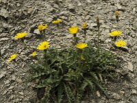 Crepis alpestris 3, Saxifraga-Willem van Kruijsbergen