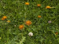 Crepis aurea