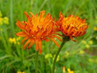 Crepis aurea 3, Saxifraga-Ed Stikvoort