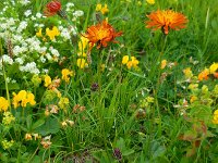 Crepis aurea 6, Saxifraga-Ed Stikvoort
