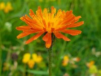 Crepis aurea 7, Saxifraga-Ed Stikvoort
