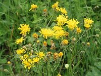 Crepis biennis, Rough Hawks-beard