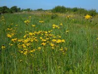 Crepis biennis 22, Groot streepzaad, Saxifraga-Ed Stikvoort