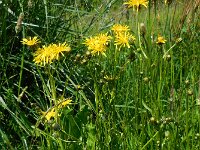 Crepis biennis 23, Groot streepzaad, Saxifraga-Ed Stikvoort