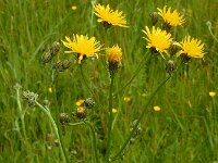 Crepis biennis 30, Groot streepzaad, Saxifraga-Ed Stikvoort