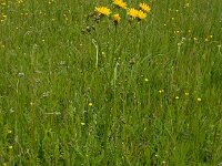Crepis biennis 32, Groot streepzaad, Saxifraga-Ed Stikvoort