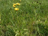 Crepis biennis 37, Groot streepzaad, Saxifraga-Ed Stikvoort