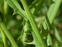 Crepis biennis 43, Groot streepzaad, Saxifraga-Sonja Bouwman