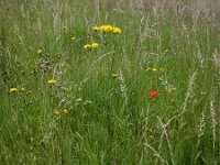 Crepis biennis 5, Groot streepzaad, Saxifraga-Peter Meininger