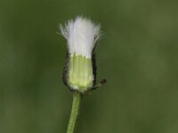 Crepis biennis 8, Groot streepzaad, Saxifraga-Peter Meininger