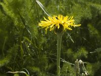 Crepis bocconei