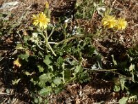 Crepis bursifolia