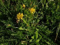 Crepis bursifolia 4, Saxifraga-Ed Stikvoort