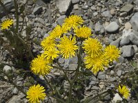 Crepis capillaris, Smooth Hawks-beard