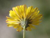 Crepis capillaris 11, Klein streepzaad, Saxifraga-Peter Meininger