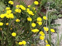 Crepis capillaris 12, Klein streepzaad, Saxifraga-Peter Meininger