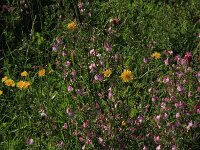 Crepis capillaris 16, Klein streepzaad, Saxifraga-Hans Boll