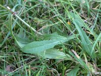 Crepis capillaris 01, Klein streepzaad, AHB  Klein streepzaad - Crepis capillaris   Apeldoorn, Paleis Het Loo op 15 september 2016 Validatie waarneming.nl Willemien Troelstra https://waarneming.nl/waarneming/view/123732291