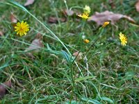 Crepis capillaris 04, Klein streepzaad, AHB  Klein streepzaad - Crepis capillaris   Apeldoorn, Paleis Het Loo op 15 september 2016 Validatie waarneming.nl Willemien Troelstra https://waarneming.nl/waarneming/view/123732291