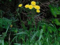 Crepis capillaris 19, Klein streepzaad, Saxifraga-Ed Stikvoort