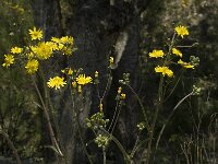 Crepis capillaris 2, Klein streepzaad, Saxifraga-Jan van der Straaten