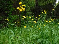 Crepis capillaris 20, Klein streepzaad, Saxifraga-Ed Stikvoort