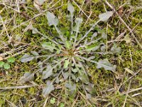 Crepis capillaris 22, Klein streepzaad, Saxifraga-Rutger Barendse